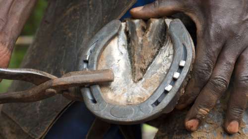 Pourquoi les chevaux portent-ils des fers ?