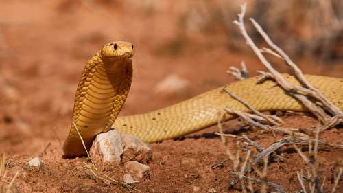 Un homme rencontre un cobra mortel dans un couloir de sa maison