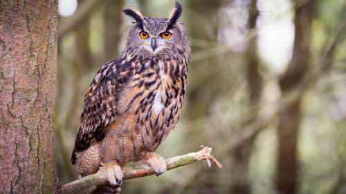 Un hibou grand-duc s’échappe du zoo de Central Park