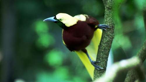 Combien d’oiseaux y a-t-il dans le monde ?