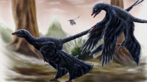 Comment les oiseaux ont-ils survécu à l’astéroïde qui a tué les dinosaures ?