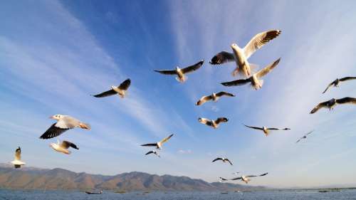 Une nuée d’oiseaux explose en plein test du moteur du vaisseau spatial de SpaceX