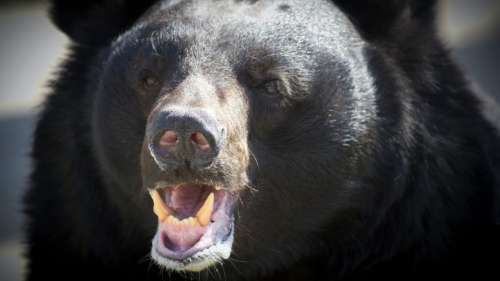 Un ours trouve un appareil photo et prend des centaines de selfies