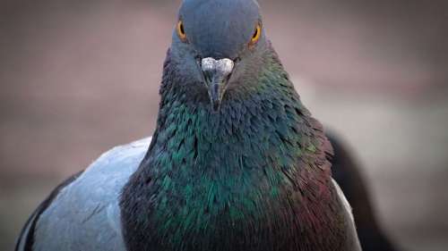 Les pigeons, ces maîtres à hauteur de l’intelligence artificielle