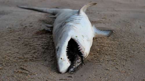 Au bord d’une plage du Massachusetts, un requin géant retrouvé mystérieusement gelé