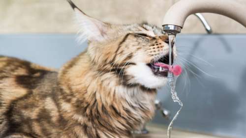 Pourquoi certains chats n’aiment boire qu’au robinet ?