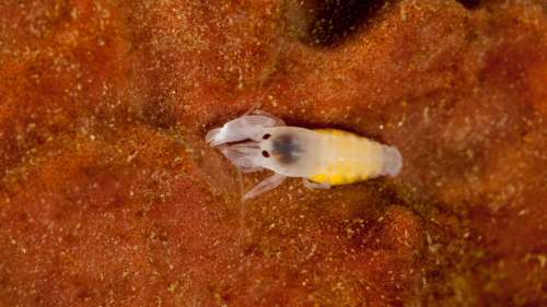 Cette jeune crevette est officiellement la gâchette la plus rapide des océans