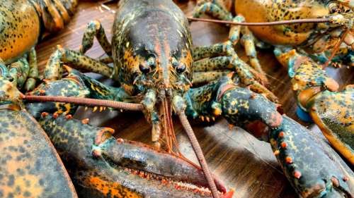 Pourquoi ce homard extrêmement rare arbore des couleurs aussi inhabituelles ?