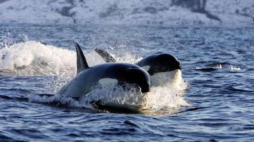 Deux orques tueuses massacrent 17 requins en 24h en Afrique du Sud