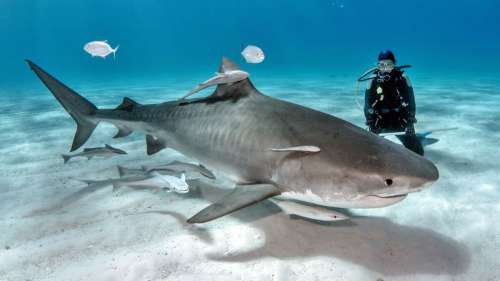 Le saviez-vous ? Dans l’utérus, les bébés requins s’entre-dévorent