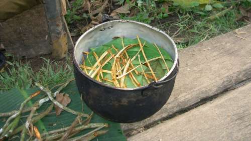 Une étude dévoile les effets surprenants de l’ayahuasca sur le cerveau