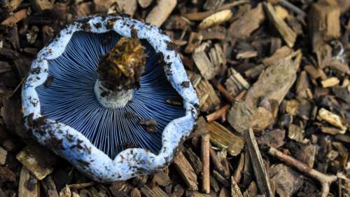 Cultiver des champignons et des arbres pour lutter contre le changement climatique et la faim
