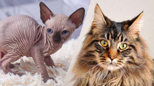 Les 5 races de chats les plus fragiles