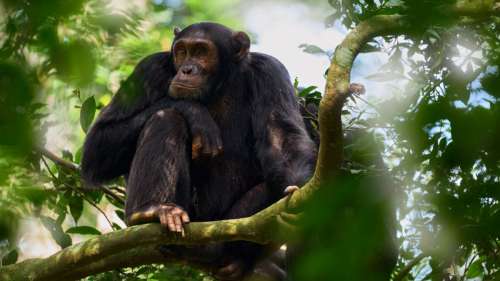 Une bataille brutale entre chimpanzés révélée dans un nouveau documentaire Netflix