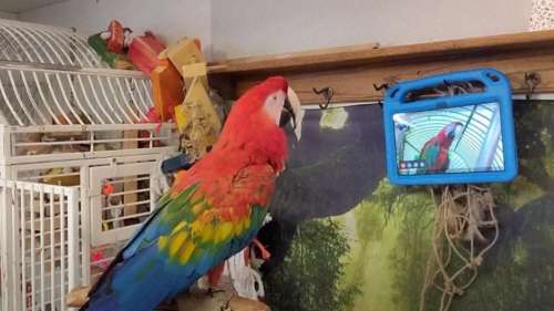 Les perroquets adorent s’appeler en FaceTime, selon une nouvelle étude