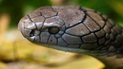 Un cobra mortel a failli causer un crash aérien en Afrique du Sud