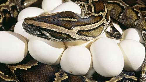 Un python birman pond 96 oeufs en une seule fois, un record