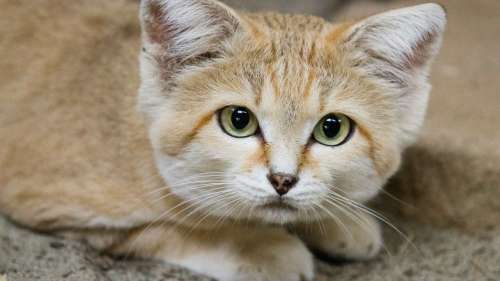 Rencontrez les chats des sables qui ont la particularité de ressembler à des chatons toute leur vie