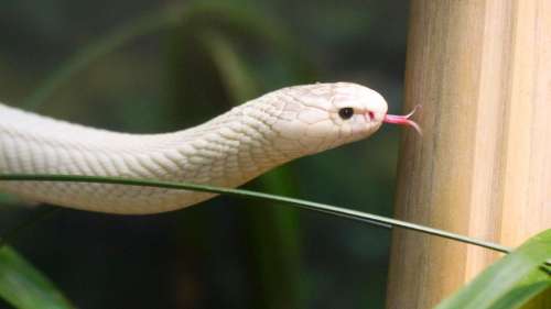 Un cobra venimeux retrouvé dans une maison en Inde après de fortes pluies