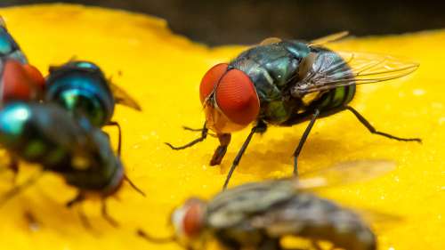 Peut-on manger un aliment sur lequel une mouche s’est posée ?