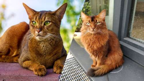 8 races de chats que l’on confond tout le temps