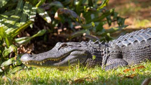 Première observation de naissance vierge chez un crocodile