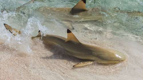 Des hommes filmés en train de chevaucher un énorme requin à la plage