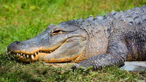 Un alligator aperçu en train d’attendre le bus en Floride à côté des gens