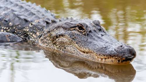 Des enfants aperçus en train de jouer dans une rivière à quelques mètres d’un alligator