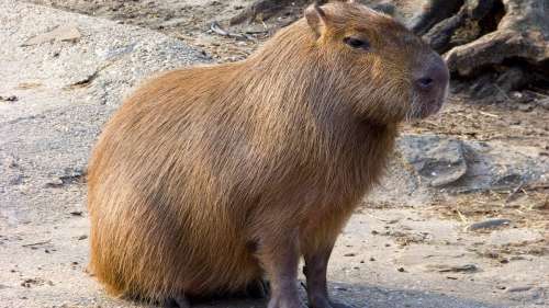 Rencontrez les capybaras, les plus grands rongeurs au monde