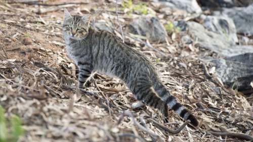 L’Australie fait appel à des robots tueurs pour éliminer six millions de chats sauvages