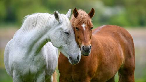 Pourquoi les chevaux dorment-ils debout ? 