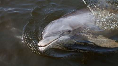 Les dauphins du golfe du Mexique sont testés positifs au fentanyl