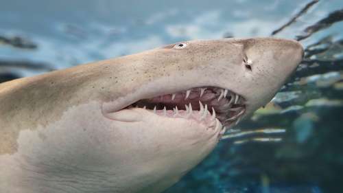 Comment les requins gardent des dents tranchantes tout au long de leur vie