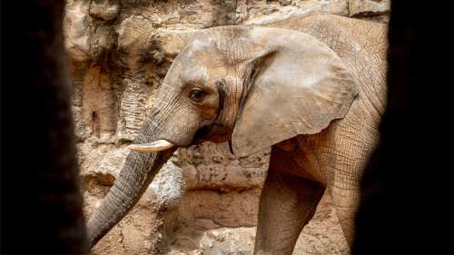 Le saviez-vous ? Les éléphants de la grotte de Kitum creusent la nuit pour extraire des minéraux