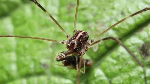 Cette espèce d’arachnide a trois types de mâles, et les chercheurs pensent savoir pourquoi