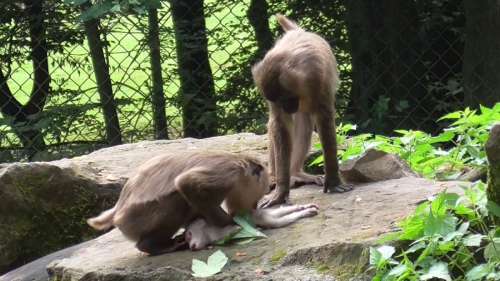 Une maman singe dévore le cadavre de son petit après l’avoir porté pendant deux jours