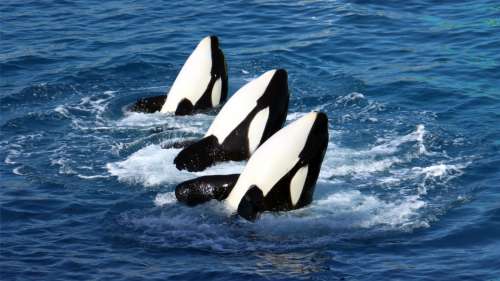 4 preuves renversantes de l’extrême intelligence des orques