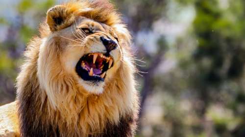 Pourquoi les lions ont-ils une crinière ?
