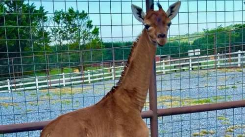 Une girafe naît sans tache dans un zoo aux États-Unis