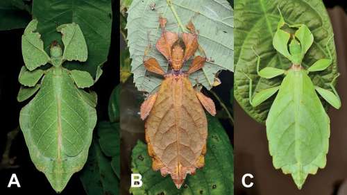 Découverte de 7 nouveaux insectes maîtres du camouflage
