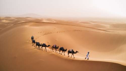 Le Sahara se transforme en une forêt luxuriante tous les 21 000 ans