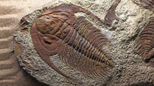 Un fossile rare révèle l’ultime repas mortel d’un trilobite il y a 465 millions d’années