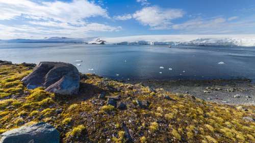 Les fleurs prospèrent en Antarctique, suggérant un inquiétant point de basculement climatique