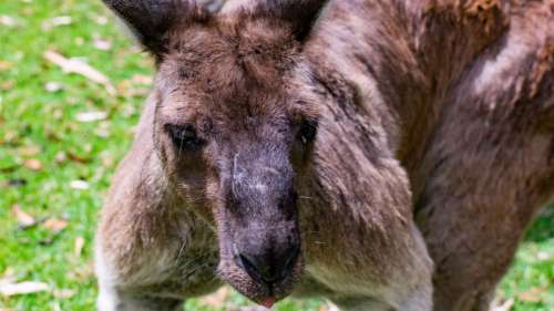 Un homme attaqué et battu par un kangourou de plus de 2 mètres de haut