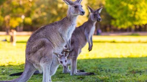 Les kangourous forment des « clubs de mamans » pour se protéger des prédateurs et des mâles gênants