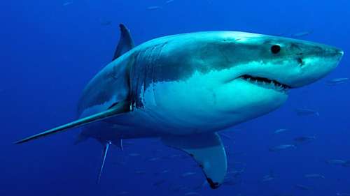 Afin de briser le mythe du requin tueur, ces plongeurs nagent avec les espèces les plus dangereuses