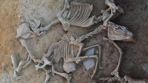 Des sacrifices massifs d’animaux révèlent de mystérieuses coutumes de l’Europe de l’âge du fer