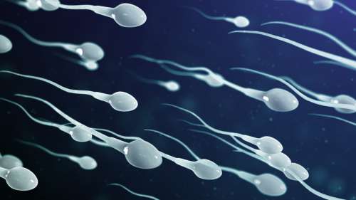 Le déclin mondial du nombre de spermatozoïdes serait lié aux insecticides