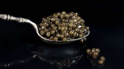 Le caviar produit en Europe est illégal, mettant en danger les esturgeons